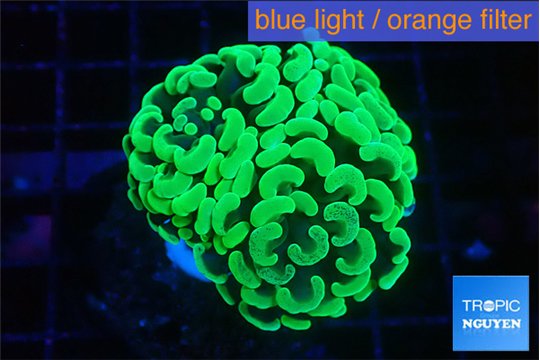 Euphyllia paraancora glow tip 3-6 cm WYSIWYG acclimaté