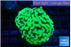 Euphyllia paraancora glow tip 3-6 cm WYSIWYG acclimaté