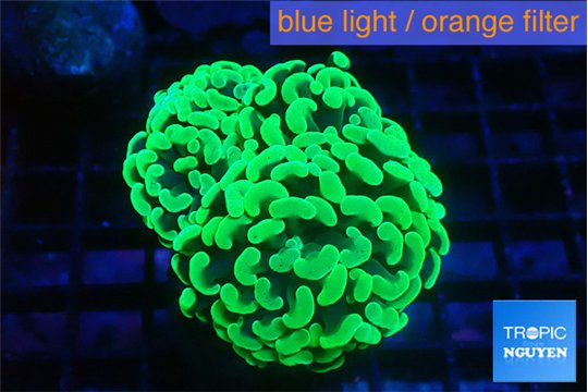 Euphyllia paraancora glow tip 3-6 cm WYSIWYG acclimaté
