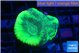 Favia green moon 2-3 cm WYSIWYG acclimaté