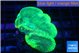 Favia green moon 3-4 cm WYSIWYG acclimaté