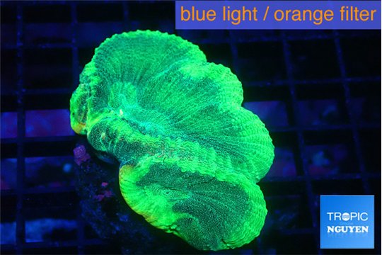 Favia green moon 3-4 cm WYSIWYG acclimaté