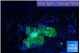 Rhodactis green small polyp 1 pollyp WYSIWYG acclimaté