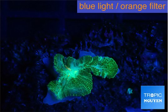 Rhodactis green small polyp 1 pollyp WYSIWYG acclimaté
