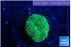 Ricordea floridae green 1 polyp WYSIWYG acclimaté