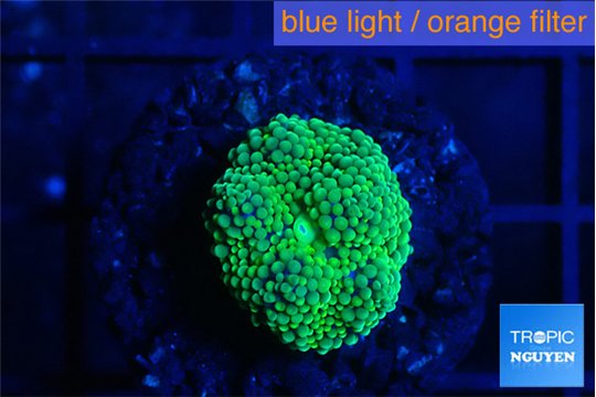Ricordea floridae green 1 polyp WYSIWYG acclimaté