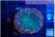 Rhodactis flash burn 1 polyp WYSIWYG acclimaté