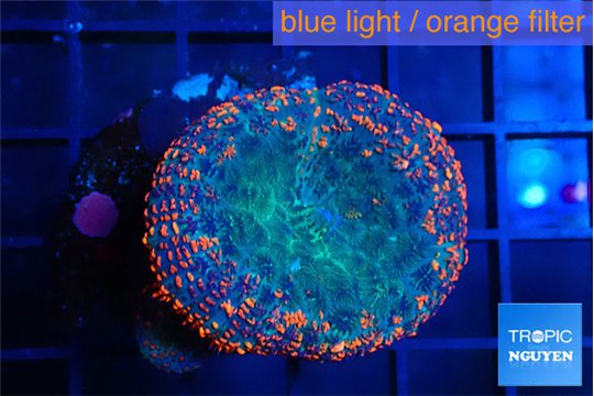 Rhodactis flash burn 1 polyp WYSIWYG acclimaté