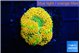 Ricordea floridae orange 1 polyp WYSIWYG acclimaté