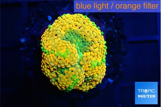 Ricordea floridae orange 1 polyp WYSIWYG acclimaté