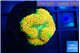 Ricordea floridae orange 1 polyp WYSIWYG acclimaté