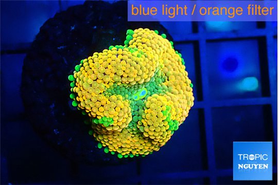 Ricordea floridae orange 1 polyp WYSIWYG acclimaté