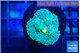 Ricordea floridae green blue 1 polyp WYSIWYG acclimaté