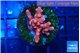 Cyphastrea decadia red 2-3 cm WYSIWYG acclimaté