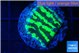 Merulina neon green petetin 2-3 cm WYSIWYG acclimaté