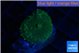 Rhodactis green gold 1 polyp WYSIWYG acclimaté