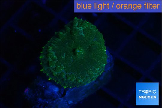 Rhodactis green gold 1 polyp WYSIWYG acclimaté