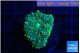 Ricordea floridae green blue spot 1 polyp WYSIWYG acclimaté