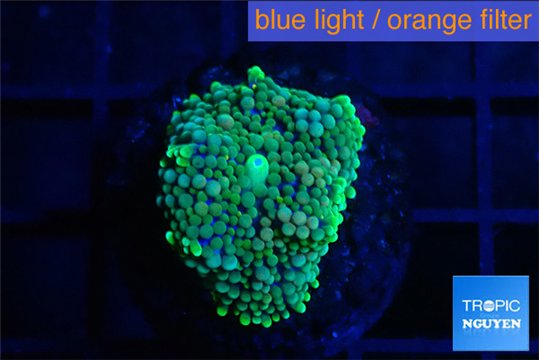 Ricordea floridae green blue spot 1 polyp WYSIWYG acclimaté