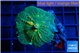 Rhodactis green & orange 3-4 cm WYSIWYG acclimaté
