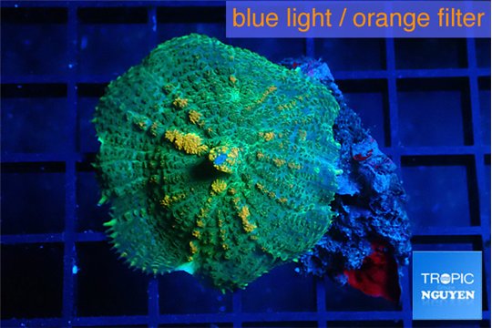 Rhodactis green & orange 3-4 cm WYSIWYG acclimaté