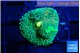 Ricordea floridae green blue spot 1 polyp WYSIWYG acclimaté