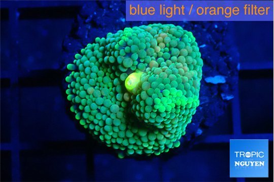 Ricordea floridae green blue spot 1 polyp WYSIWYG acclimaté
