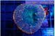 Rhodactis flash burn 1 polyp WYSIWYG acclimaté