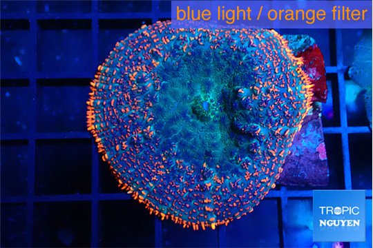Rhodactis flash burn 1 polyp WYSIWYG acclimaté