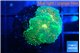 Ricordea floridae green gold 2 polyps WYSIWYG acclimaté