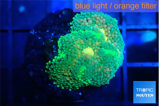 Ricordea floridae green gold 2 polyps WYSIWYG acclimaté