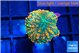 Rhodactis orange green premium 1 polyp WYSIWYG acclimaté