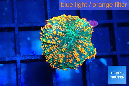 Rhodactis orange green premium 1 polyp WYSIWYG acclimaté