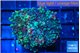 Ricordea yuma green purple 2 polyps WYSIWYG acclimaté