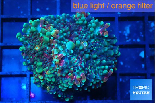 Ricordea yuma green purple 2 polyps WYSIWYG acclimaté