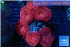 Discosoma red alert 9-15 cm WYSIWYG acclimaté