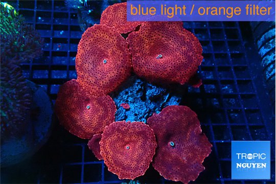 Discosoma red alert 9-15 cm WYSIWYG acclimaté