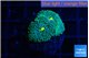 Ricordea floridae green blue spot 2 polyps WYSIWYG acclimaté