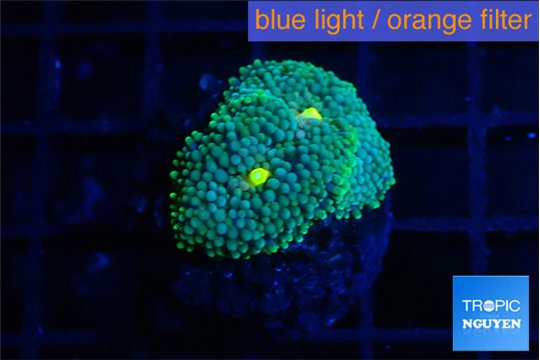 Ricordea floridae green blue spot 2 polyps WYSIWYG acclimaté