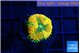 Ricordea floridae orange 1 polyp WYSIWYG acclimaté