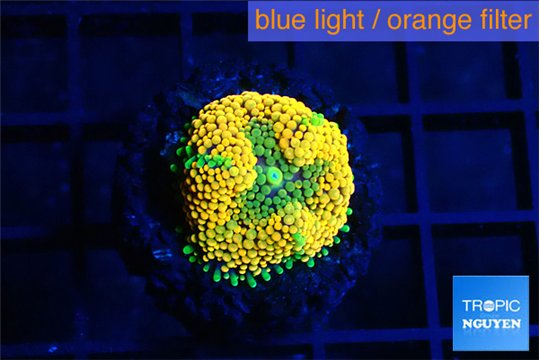 Ricordea floridae orange 1 polyp WYSIWYG acclimaté