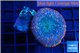 Rhodactis flash burn 1 polyp WYSIWYG acclimaté