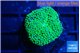 Ricordea floridae green 1 polyp WYSIWYG acclimaté
