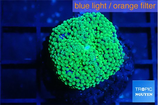Ricordea floridae green 1 polyp WYSIWYG acclimaté