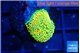 Ricordea floridae orange golden 1 polyp WYSIWYG acclimaté