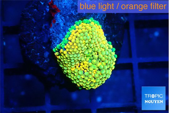 Ricordea floridae orange golden 1 polyp WYSIWYG acclimaté