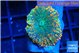 Rhodactis orange green 1 polyp WYSIWYG acclimaté