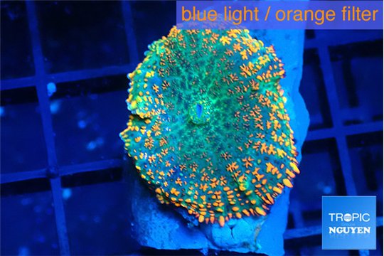Rhodactis orange green 1 polyp WYSIWYG acclimaté