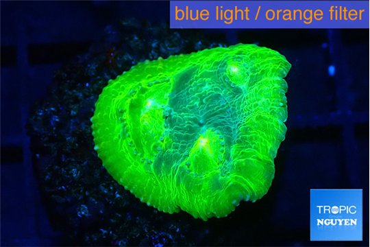 Echinophyllia freaky friday 2 cm WYSIWYG acclimaté