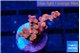 Cyphastrea decadia red 2-3 cm WYSIWYG acclimaté